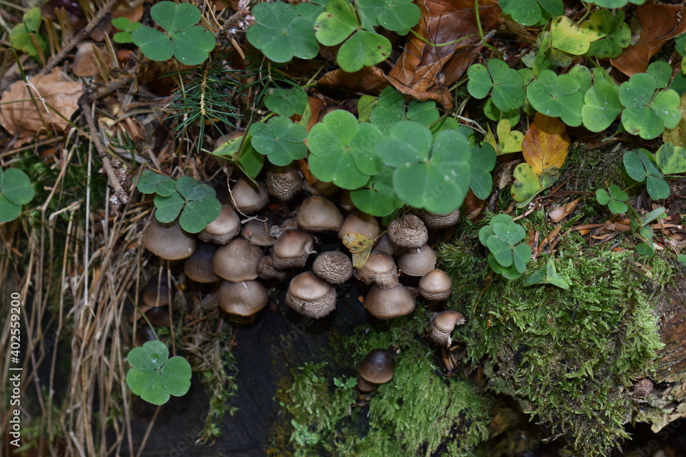 mushrooms with clovers