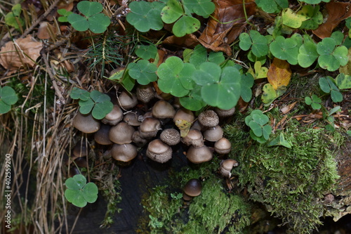 mushrooms with clovers
