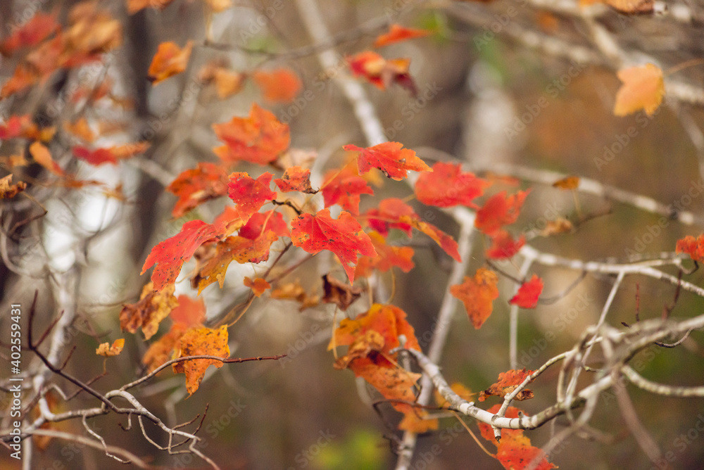 Vivid orange autumn leaves at dusk Vivid orange autumn leaves at dusk