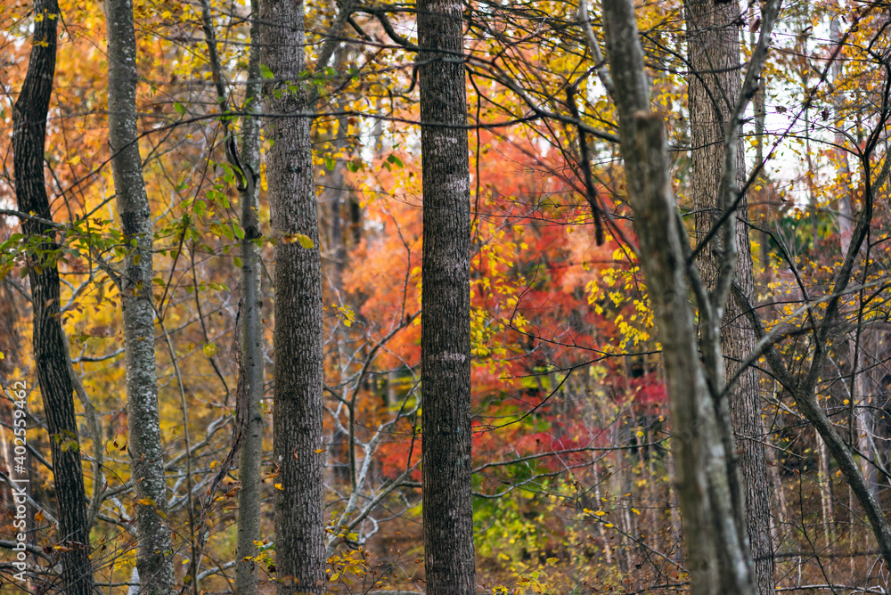 Obraz premium A group of trees in the woods in autumn