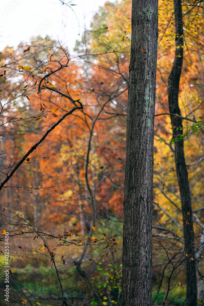 A group of trees in the woods in autumn