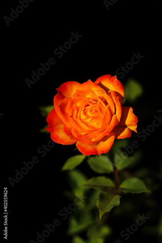 Yellow orange red rose Flower blossom pair with green leaves on black background. valentine day concept  selective focus.
