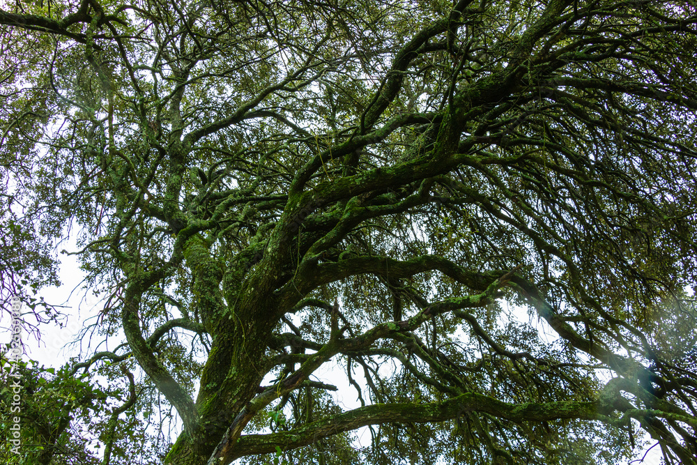 Beautiful tree branches with moss and fog. Tree branches on a winter day Beautiful tree branches with moss and fog. Tree branches on a winter day