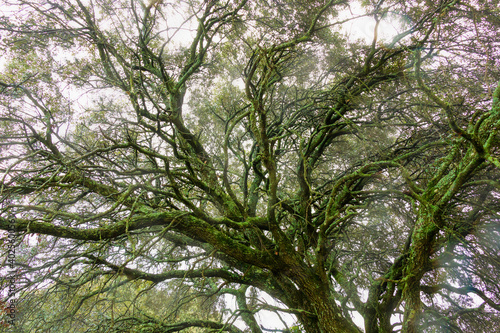 Beautiful tree branches with moss and fog. Tree branches on a winter day