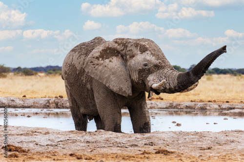 An adult African elephant with big tusks giving itself a mud and sand bath in the savannah. Nxai Pan National Park  Botswana - Africa