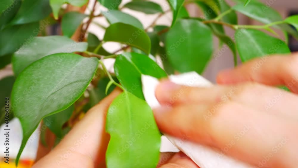 Close-up of the hands wiping dust from the houseplant leaves Close-up of the hands wiping dust from the houseplant leaves