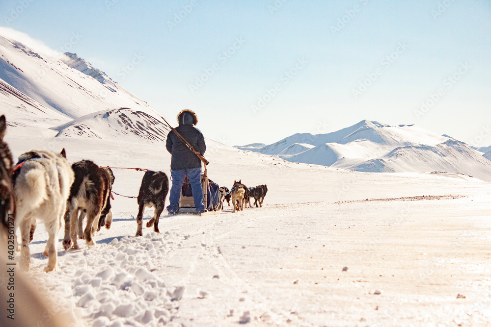 Sleddog in the Arctic Mountains