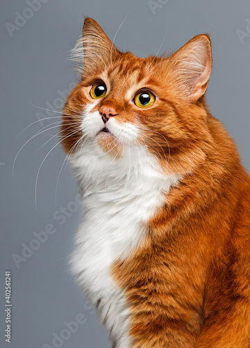 ginger cat on gray background