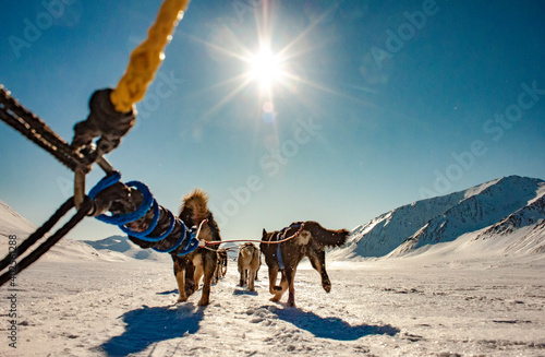 Sleddog in the Arctic Mountains