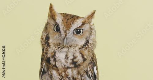 Brown screech owl on a yellow background