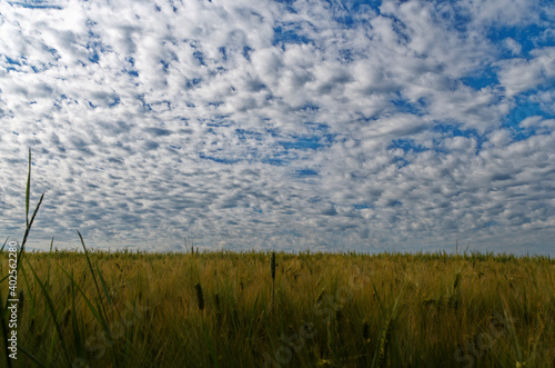 Gerstenfeld mit blauem Himmel