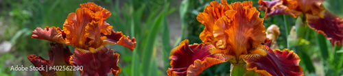 Beautiful orange iris flowers grow in the garden.