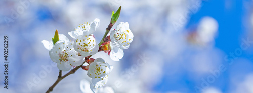 Blooming spring background.
