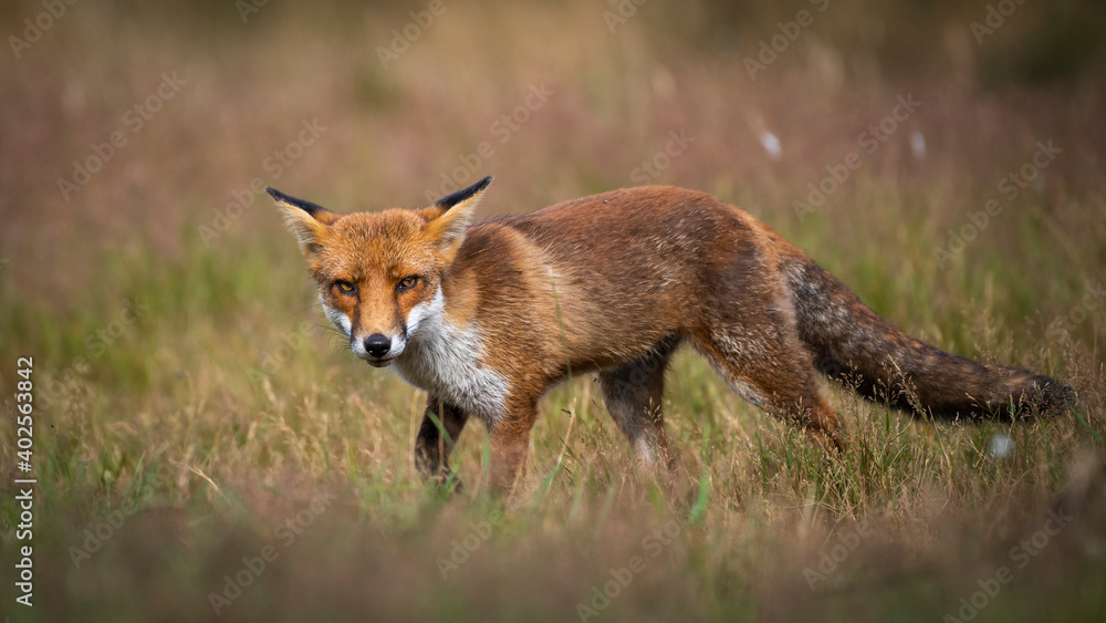 Fototapeta premium Red Fox