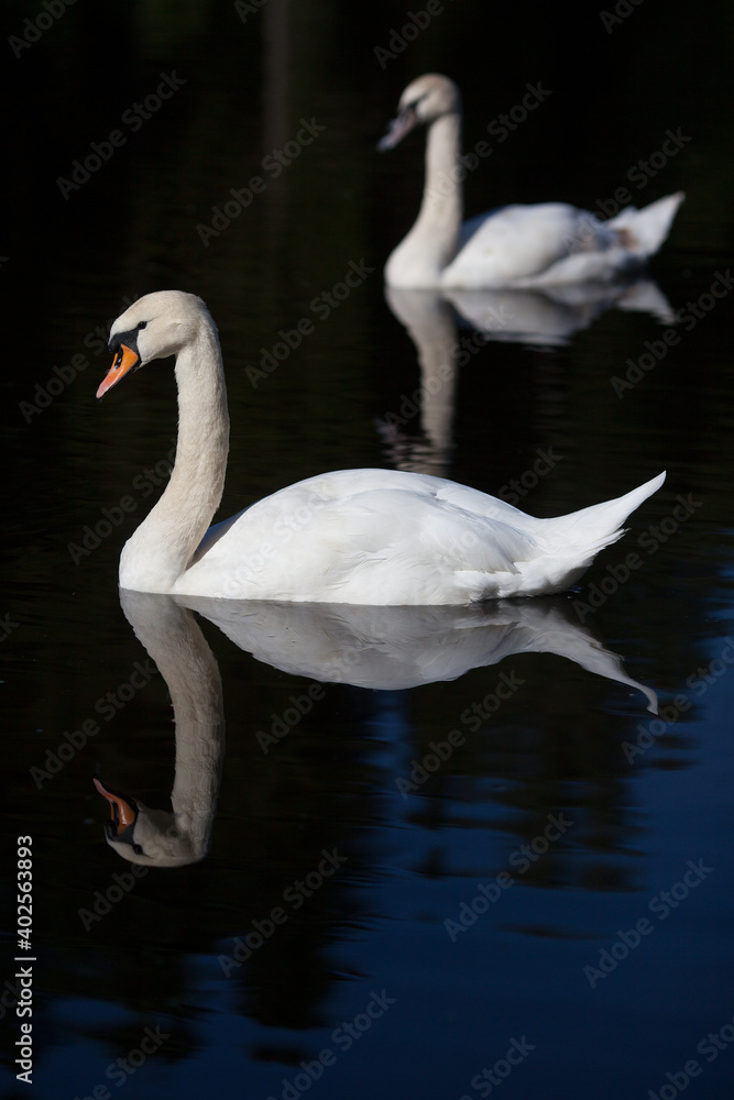 Fototapeta premium A couple of swans on the lake