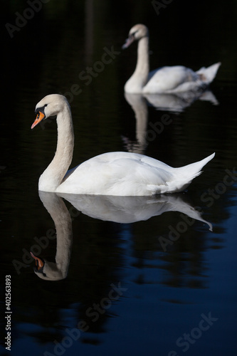 Fototapeta Naklejka Na Ścianę i Meble -  A couple of swans on the lake