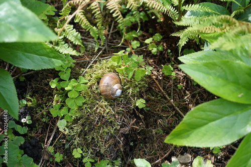Schnecke im Paradies 