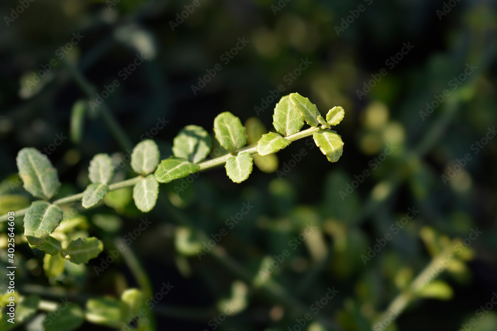 Wintercreeper Minimus Wintercreeper Minimus