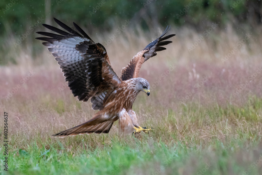 Fototapeta premium Red Kite