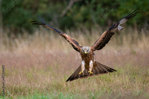 Red Kite