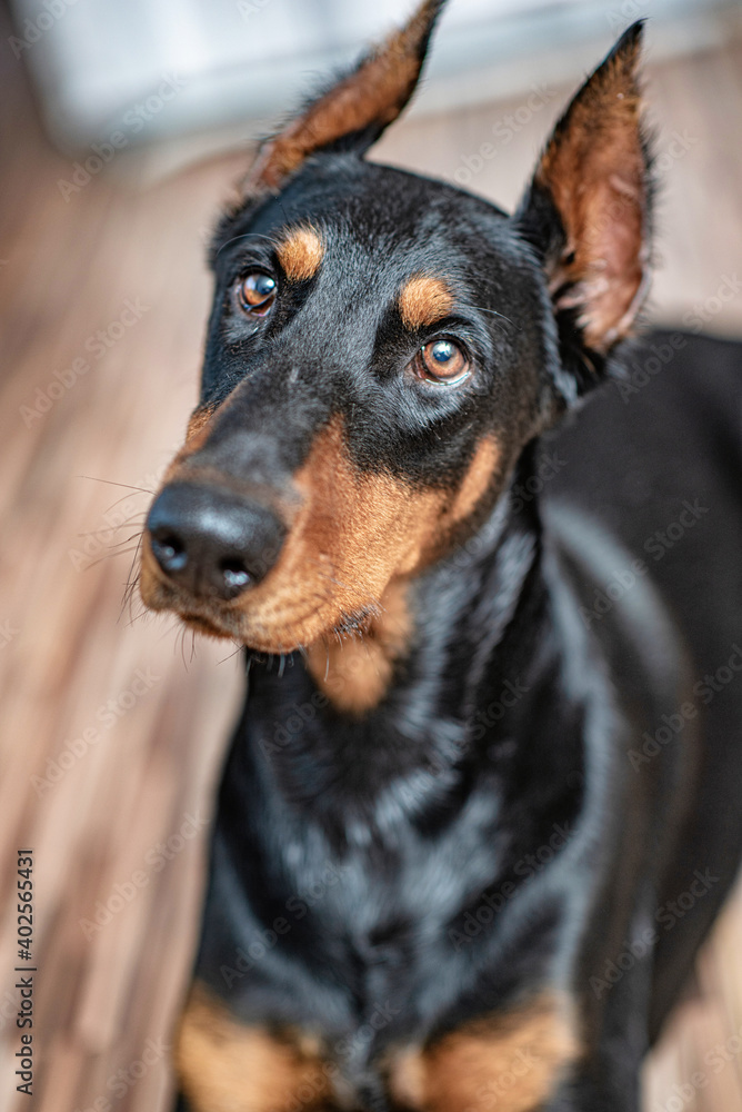 Portrait of a dog Doberman breed close-up in a city apartment. Portrait of a dog Doberman breed close-up in a city apartment.