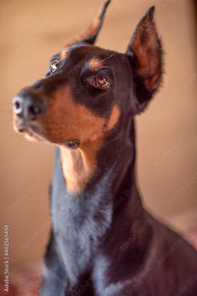 Portrait of a dog Doberman breed close-up in a city apartment. Portrait of a dog Doberman breed close-up in a city apartment.