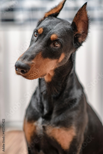 Portrait of a dog Doberman breed close-up in a city apartment.