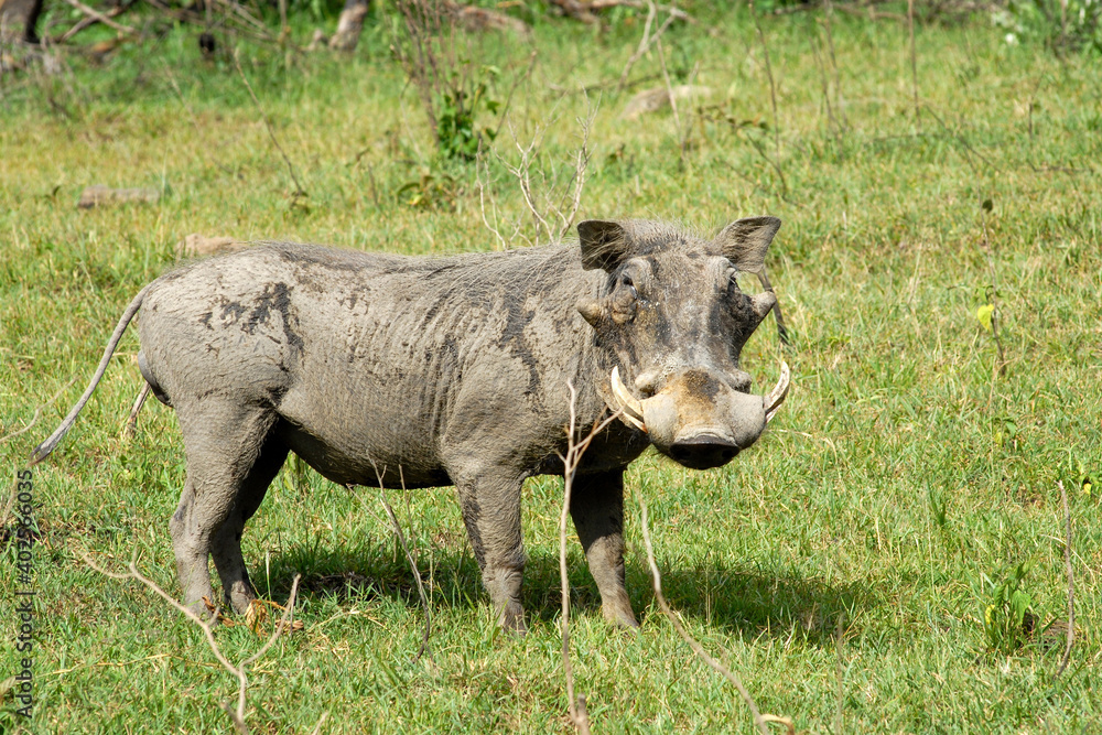 Warthog in the savanna. Nakuru Lake national park, Kenya. Warthog in the savanna. Nakuru Lake national park, Kenya.
