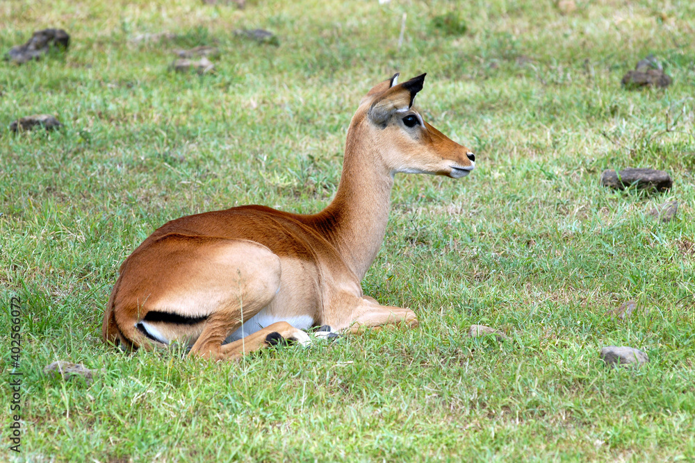 Female impala antelope laying on the grass. Nakuru Lake national park, Kenya. Female impala antelope laying on the grass. Nakuru Lake national park, Kenya.