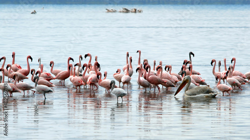 Photos Flamingos in the lake. Nakuru Lake national park, Kenya.