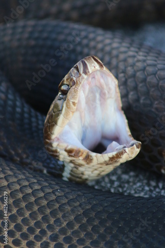 water moccasin