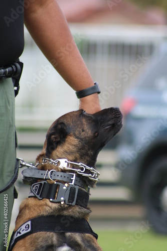 Obraz na plátne Police Dog