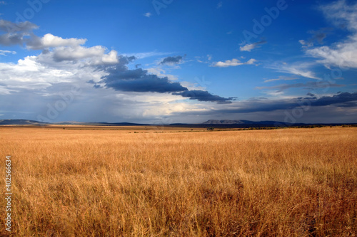 Sunset savanna landscape with dramatic cloudy sky. Maasai Mara National Reserve  Kenya.