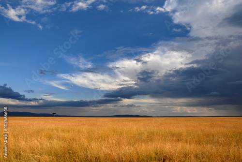 Sunset savanna landscape with dramatic cloudy sky. Maasai Mara National Reserve, Kenya.