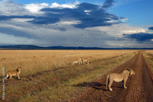 Fototapeta Naklejka Na Ścianę i Meble -  Pride of lions on the dirt road on the background of dramatic cloudy sky. Maasai Mara National Reserve, Kenya.