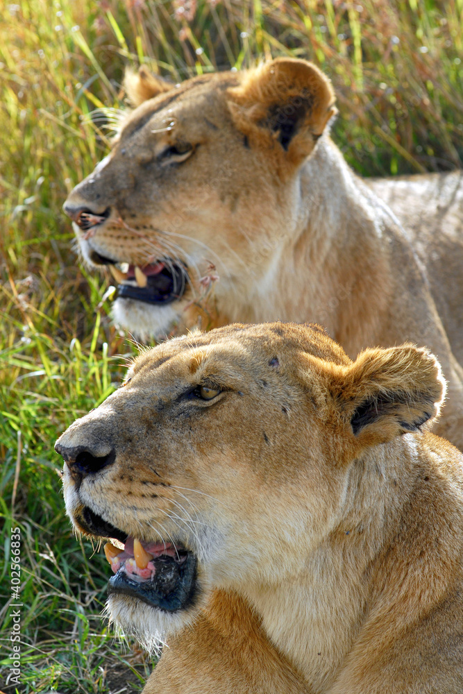Portrait of two lionesses laying in the grass. Maasai Mara National Reserve, Kenya. Portrait of two lionesses laying in the grass. Maasai Mara National Reserve, Kenya.