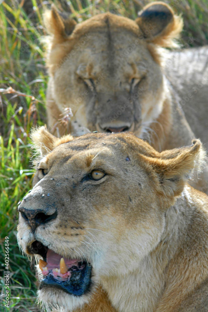 Portrait of two lionesses laying in the grass. Maasai Mara National Reserve, Kenya. Portrait of two lionesses laying in the grass. Maasai Mara National Reserve, Kenya.
