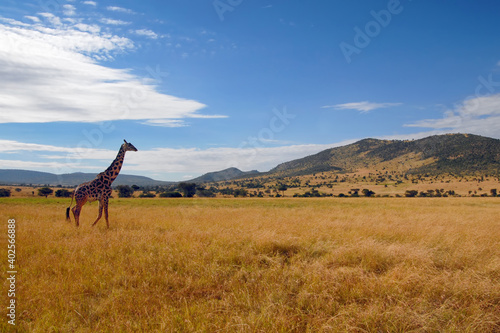Giraffe walks on the savanna. Maasai Mara National Reserve, Kenya.