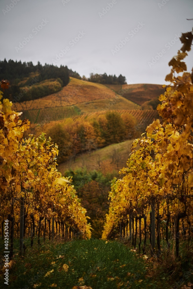 Fototapeta premium Herbstlicher Blick durch Weinreben im Gebirge, goldene Blätter zeigen die Herbst Zeit