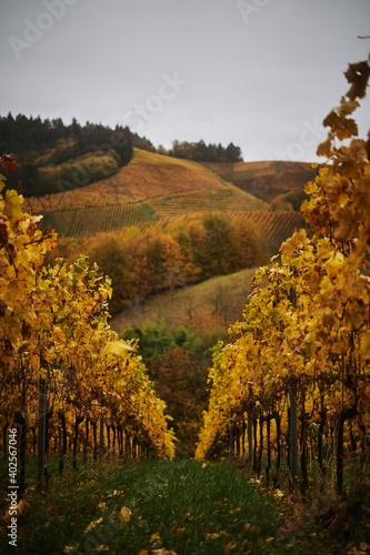 Fototapeta Naklejka Na Ścianę i Meble -  Herbstlicher Blick durch Weinreben im Gebirge, goldene Blätter zeigen die Herbst Zeit