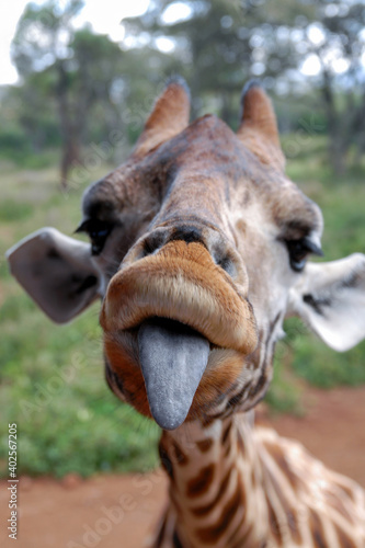 Photography Portrait of a giraffe sticking his tongue out. Kenya.