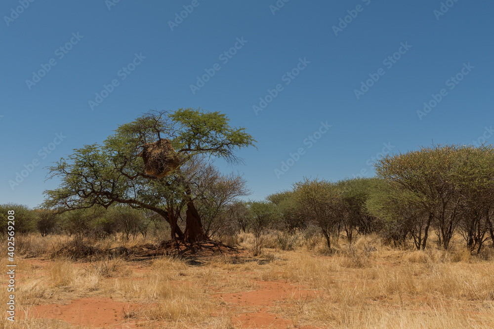 Sociable weaver bird, Philetairus socius, nest on a tree branch, Namibia