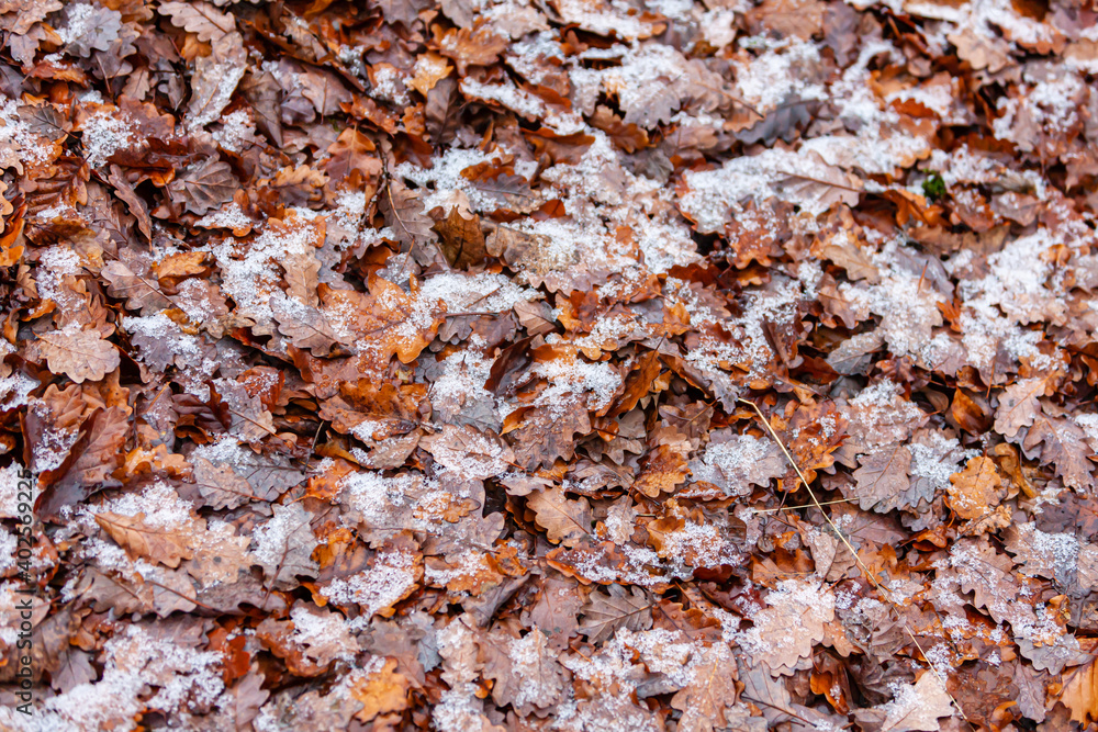 Schneekristalle auf Herbstlaub Schneekristalle auf Herbstlaub