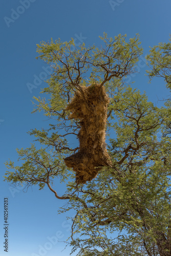 Sociable weaver bird, Philetairus socius, nest on a tree branch, Namibia