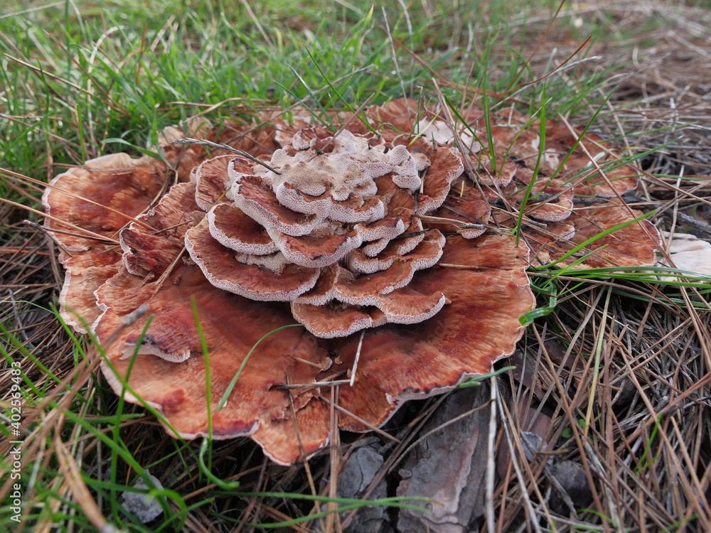 mushroom in wild nature on field mushroom in wild nature on field