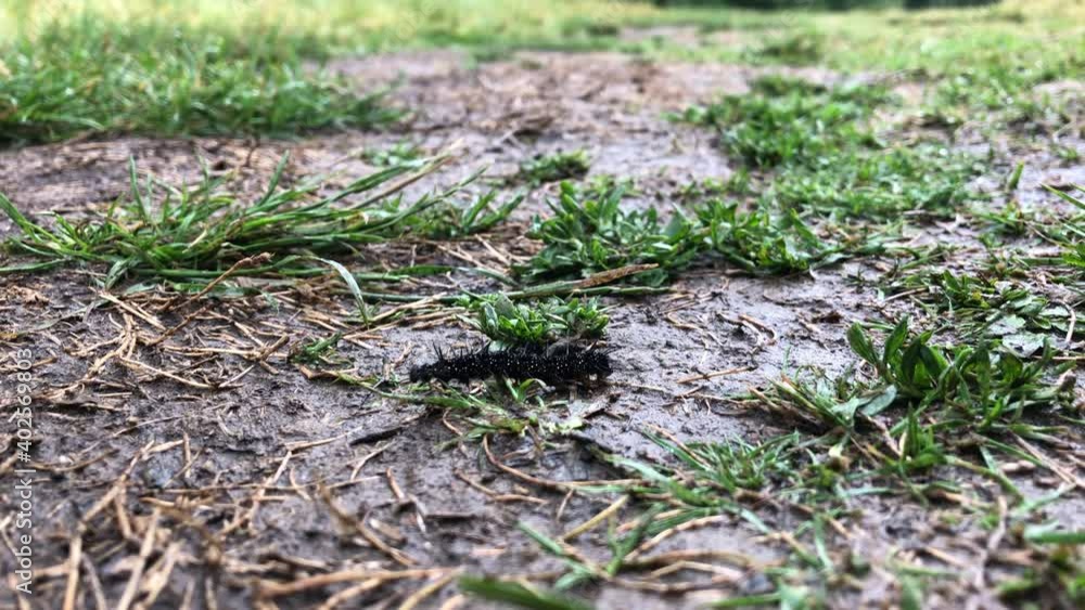 Closeup shot of a black caterpillar of the common peacock butterfly, walking across wet grassy ground. Closeup shot of a black caterpillar of the common peacock butterfly, walking across wet grassy ground.
