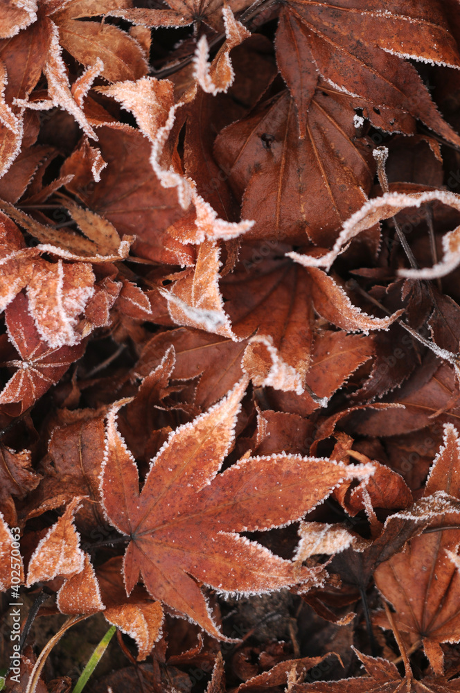 Texture background with brown frost frozen winter autumn fallen maple leaves Texture background with brown frost frozen winter autumn fallen maple leaves