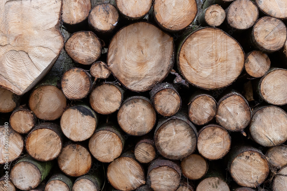 Cut tree trunks stacked up.