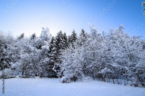 snow covered trees © Light Reflex Visuals