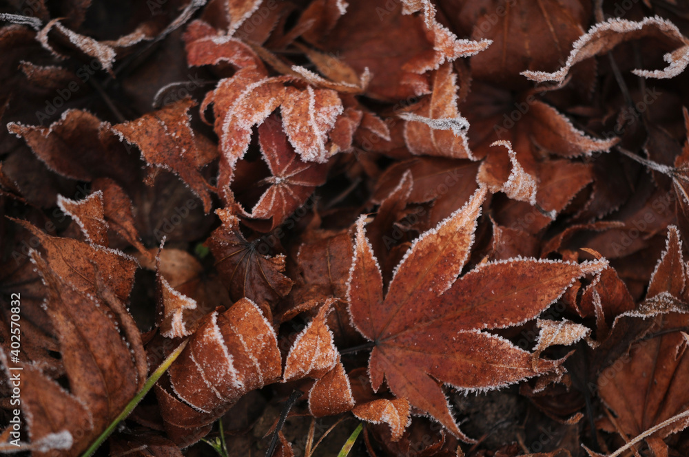 Texture background with brown frost frozen winter autumn fallen maple leaves Texture background with brown frost frozen winter autumn fallen maple leaves